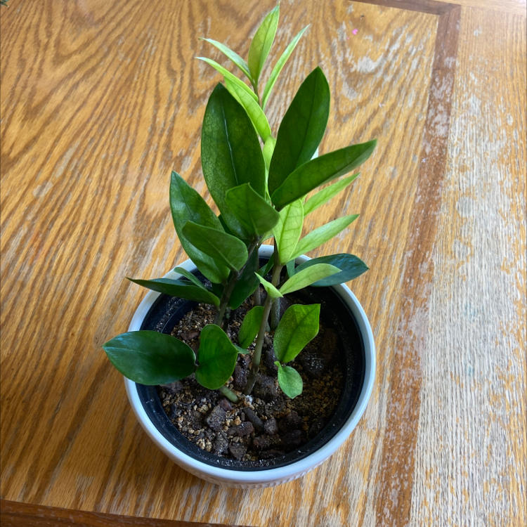 Chameleon ZZ Plant in a pot on a wooden surface, appearing healthy with vibrant green leaves.