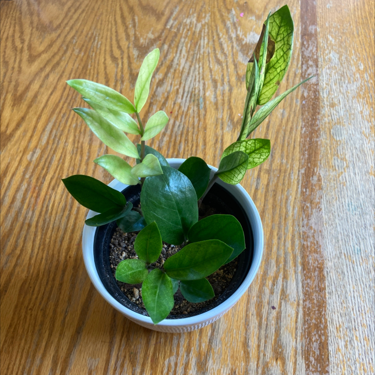Chameleon ZZ Plant in a small pot with some yellowing leaves and visible soil.