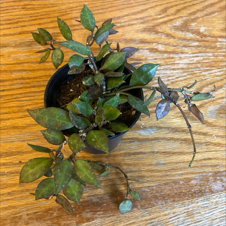 Potted Hoya krohniana black plant with browning and black spots on leaves.