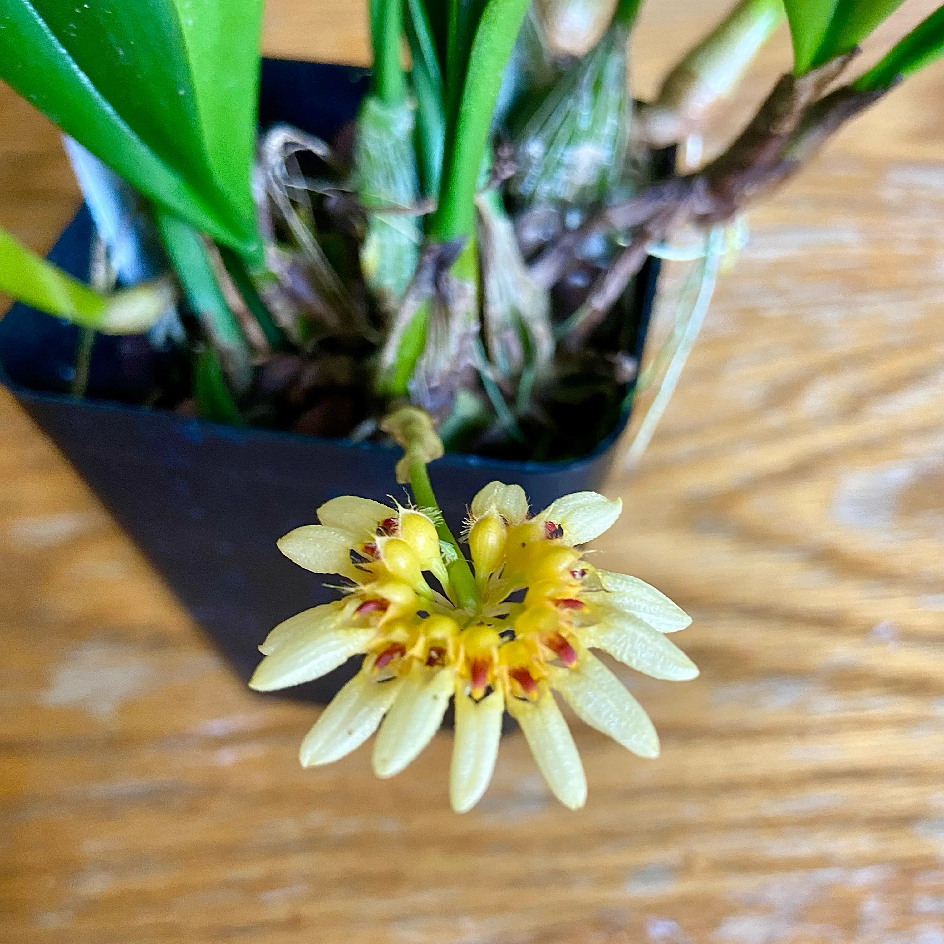Photo of the plant species Bulbophyllum auratum 'Other World' by @plantt named Peter Parker on Greg, the plant care app