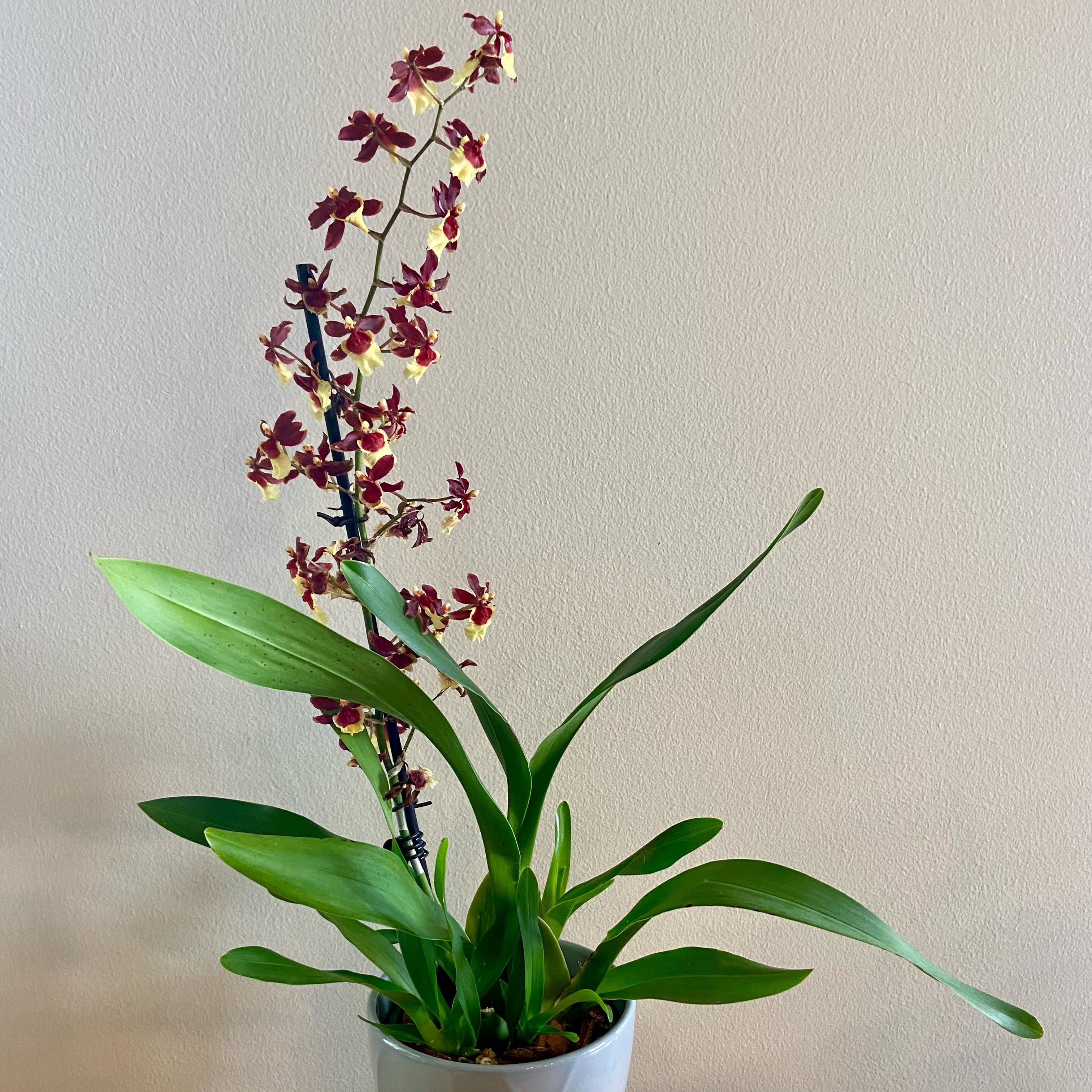 Dancing-Lady Orchid with a tall flowering spike and healthy green leaves.