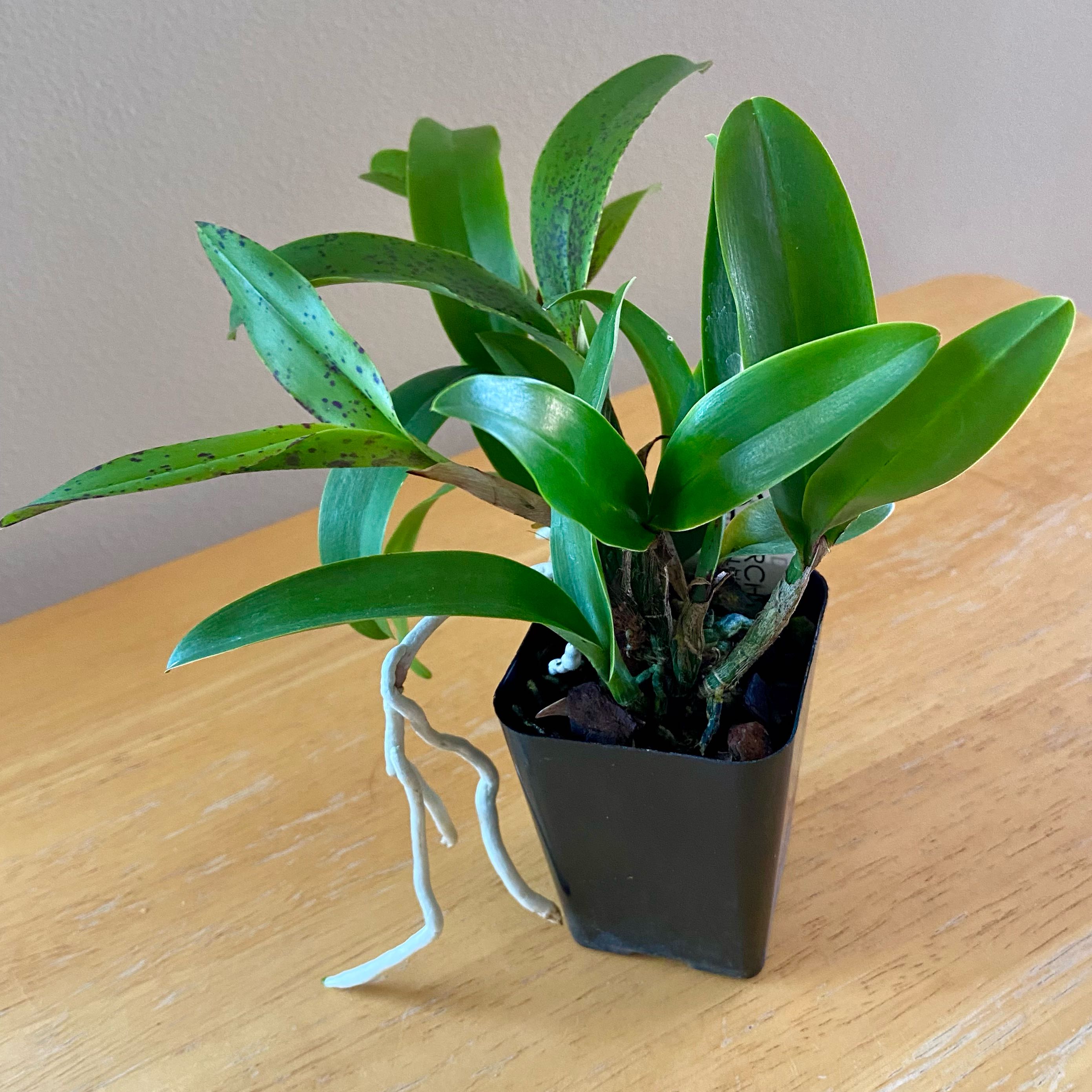Cattleya Orchid in a black pot with green leaves and visible roots.