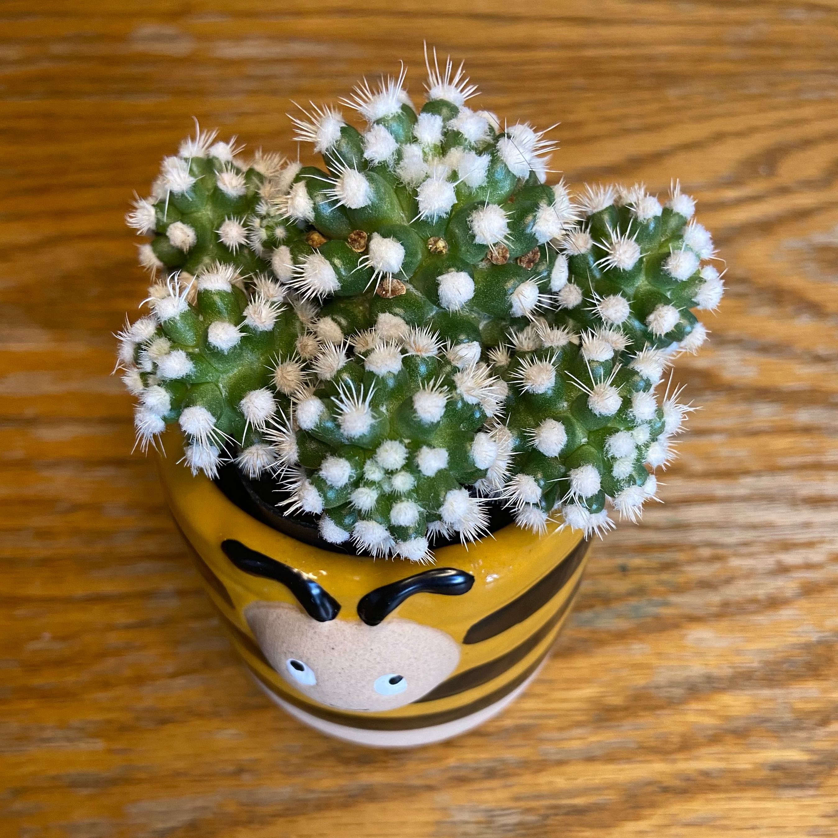 Photo of the plant species Mammillaria gracilis 'Oruga' by @plantt named Girlfrond on Greg, the plant care app