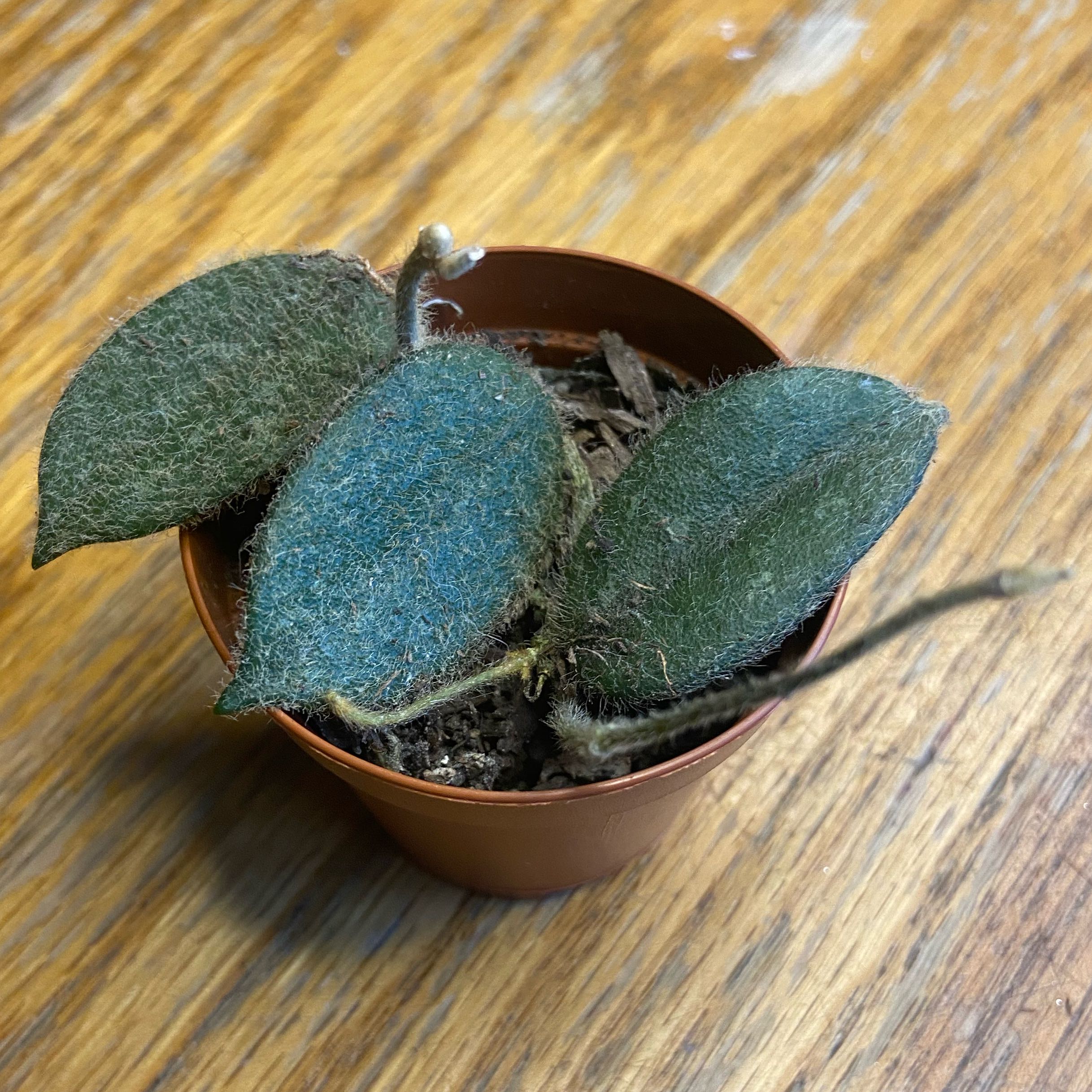 Photo of the plant species Hoya thomsonii by @plantt named Thompson Twins on Greg, the plant care app