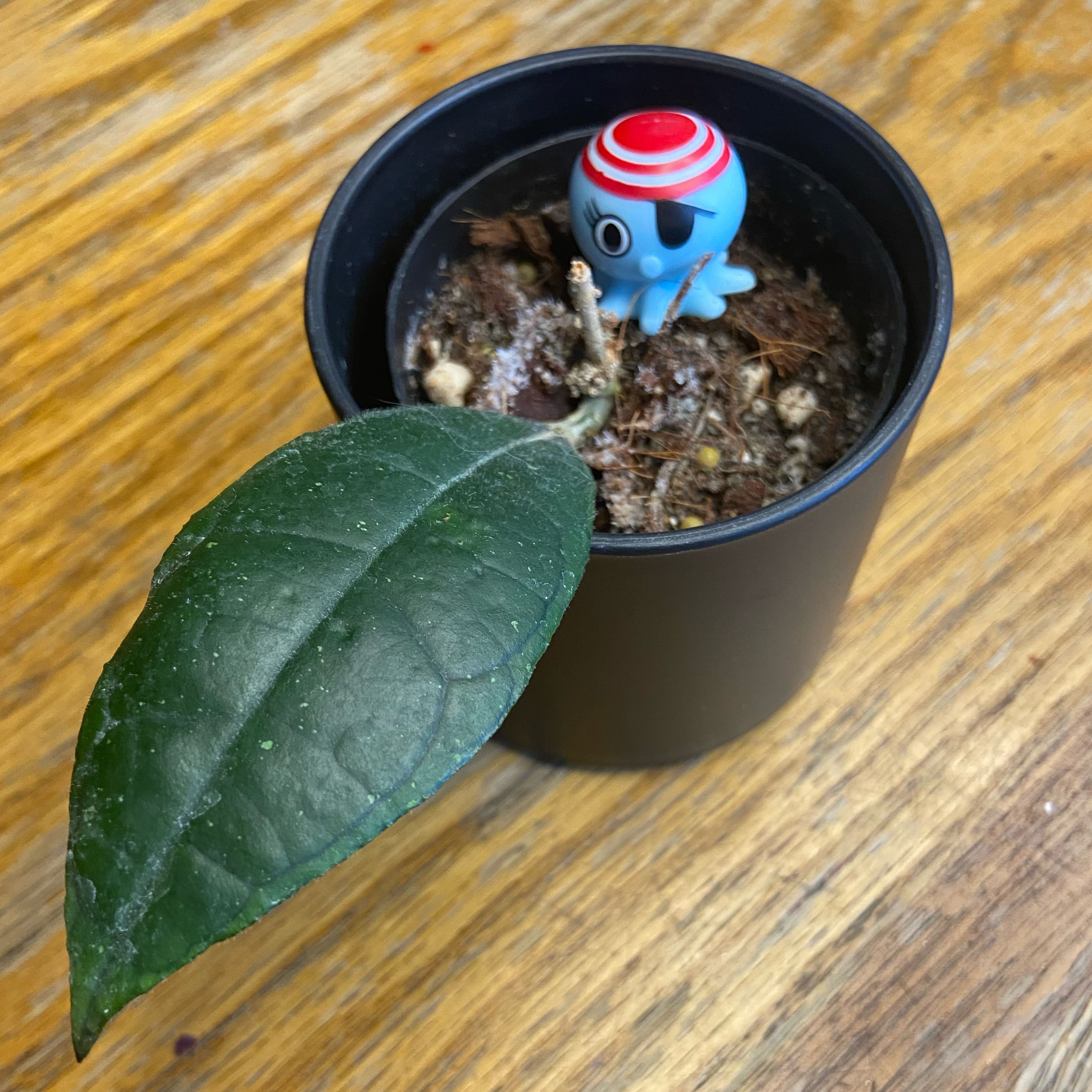 Photo of the plant species Hoya finlaysonii by @plantt named Beckham on Greg, the plant care app