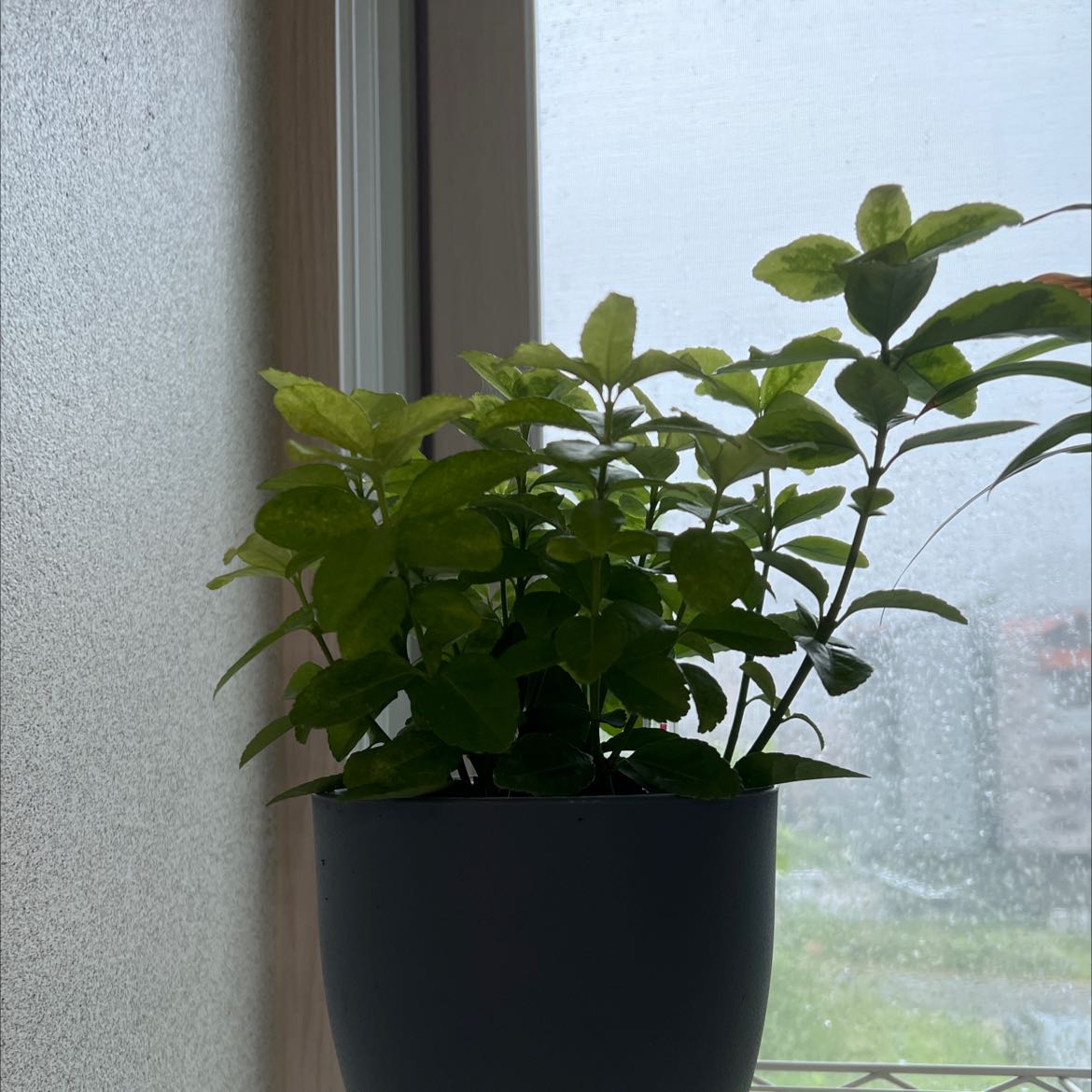 Photo of the plant species Green Spire Euonymus by @MaximalRhubarb named Dolores on Greg, the plant care app