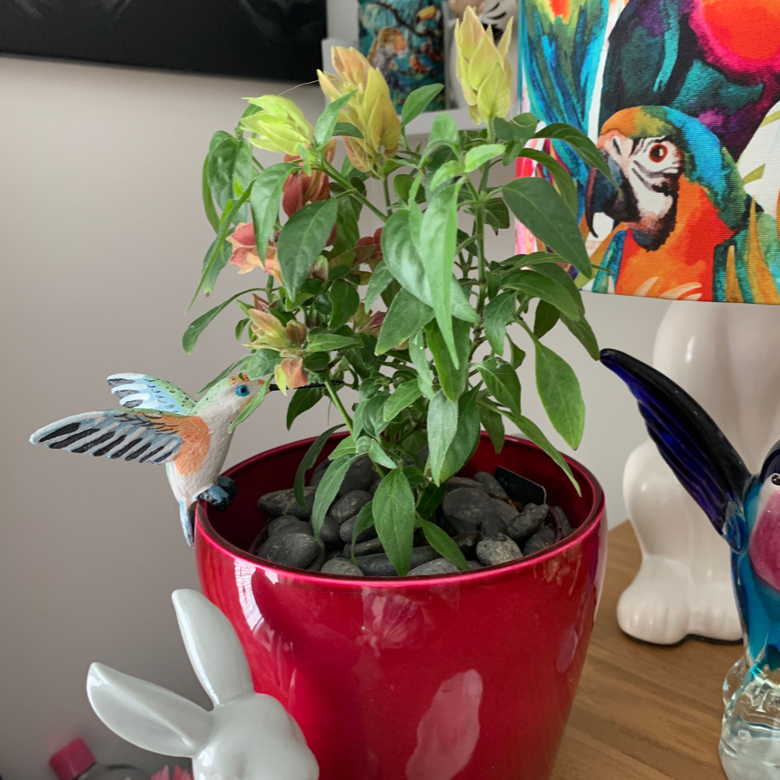 Shrimp Plant in a red pot with green leaves and shrimp-like flowers.