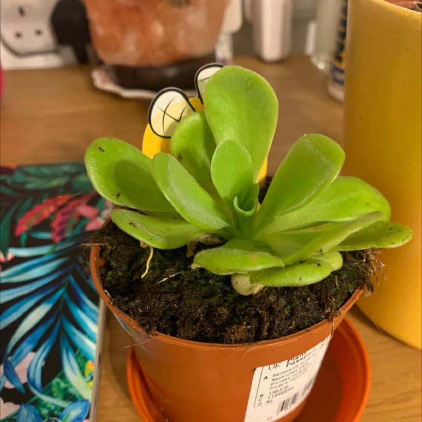 Healthy Mexican Butterwort plant in a small pot with green leaves.