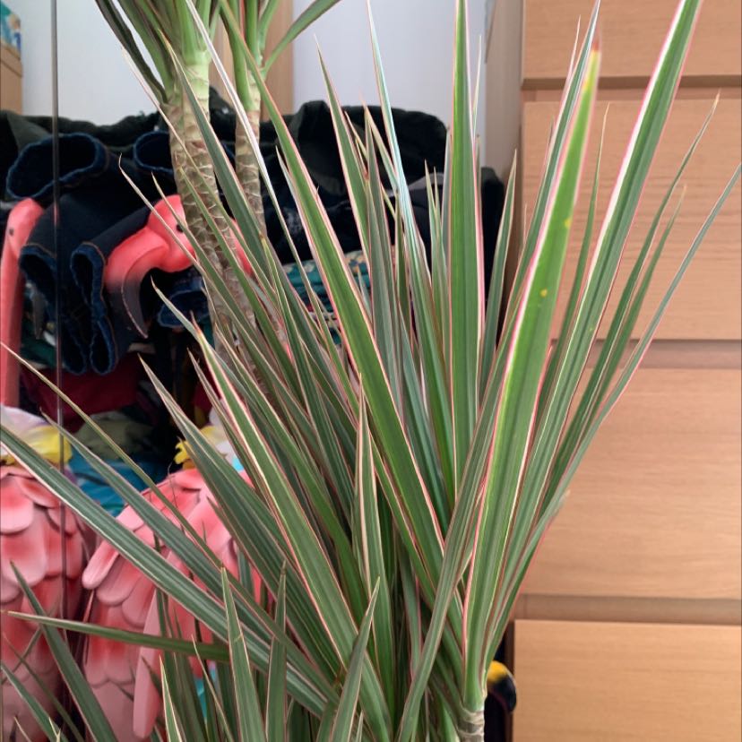 Dracaena marginata 'Bicolor' with green and red striped leaves, household items in background.
