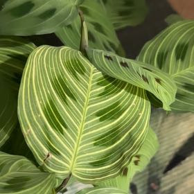 Photo of the plant species Maranta Light Veins by @FlashyPlants named Sage on Greg, the plant care app