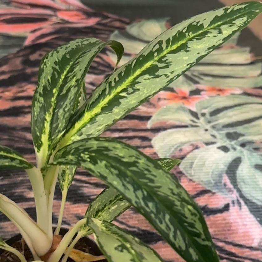 Plant care for Philodendron 'Cheeky Charlie' on Greg, the plant care app