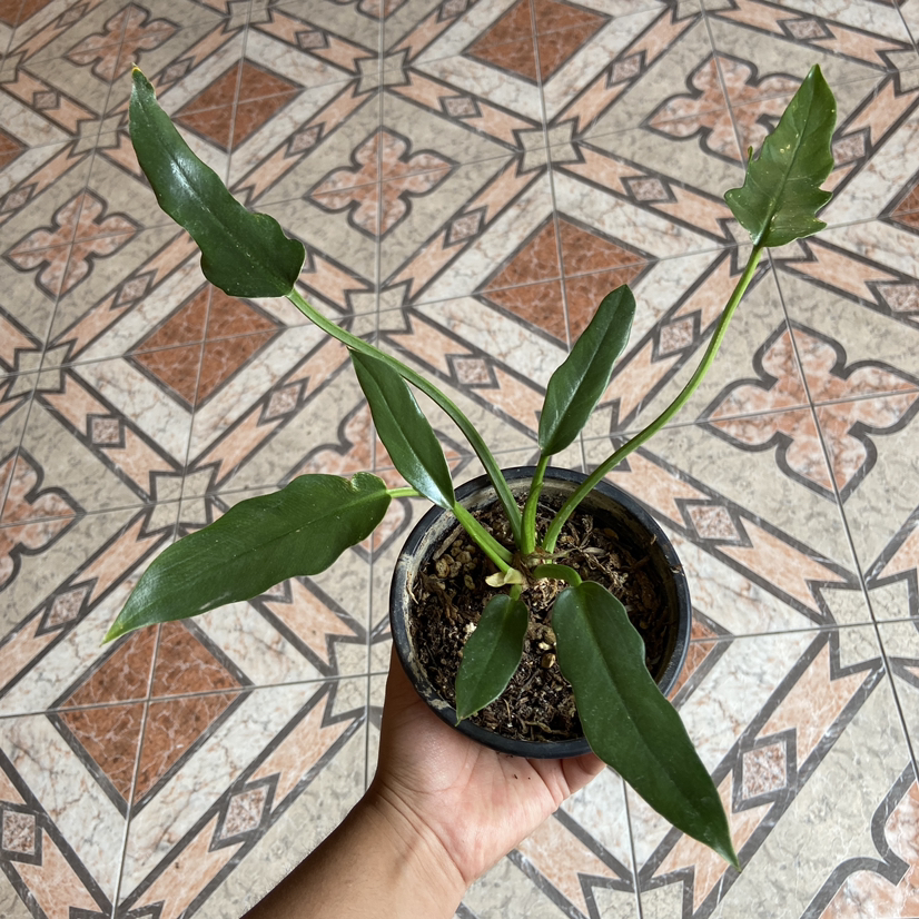 Photo of the plant species Comb-leaf philodendron by @solsplants named Luna on Greg, the plant care app