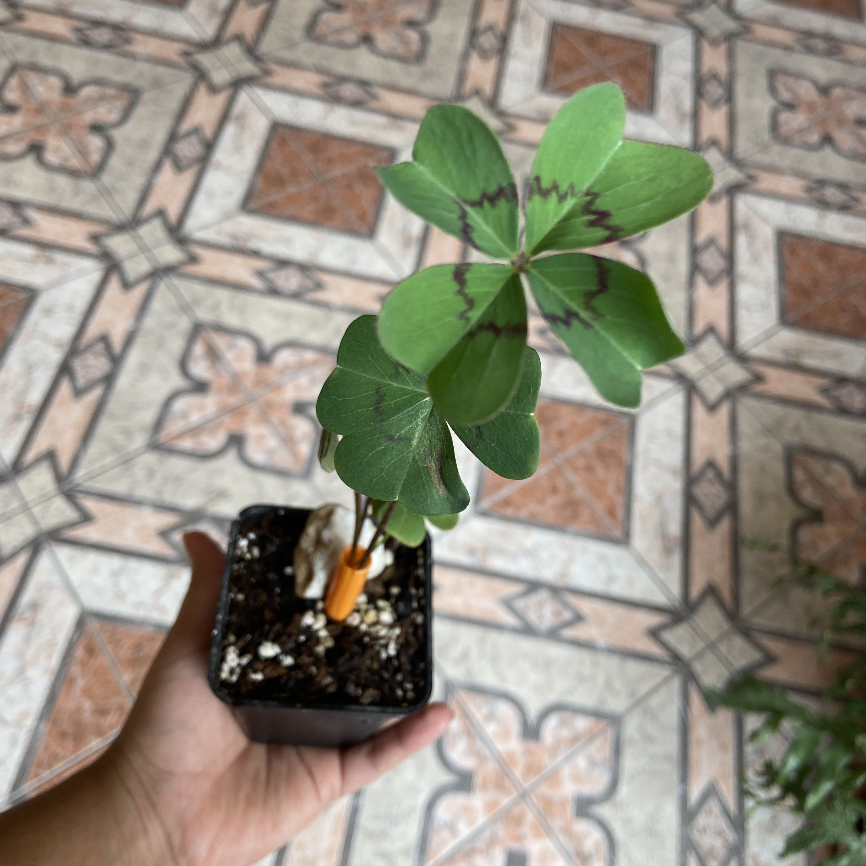 Iron Cross plant with distinctive four-leaf clover-like leaves in a small pot, held by a hand.