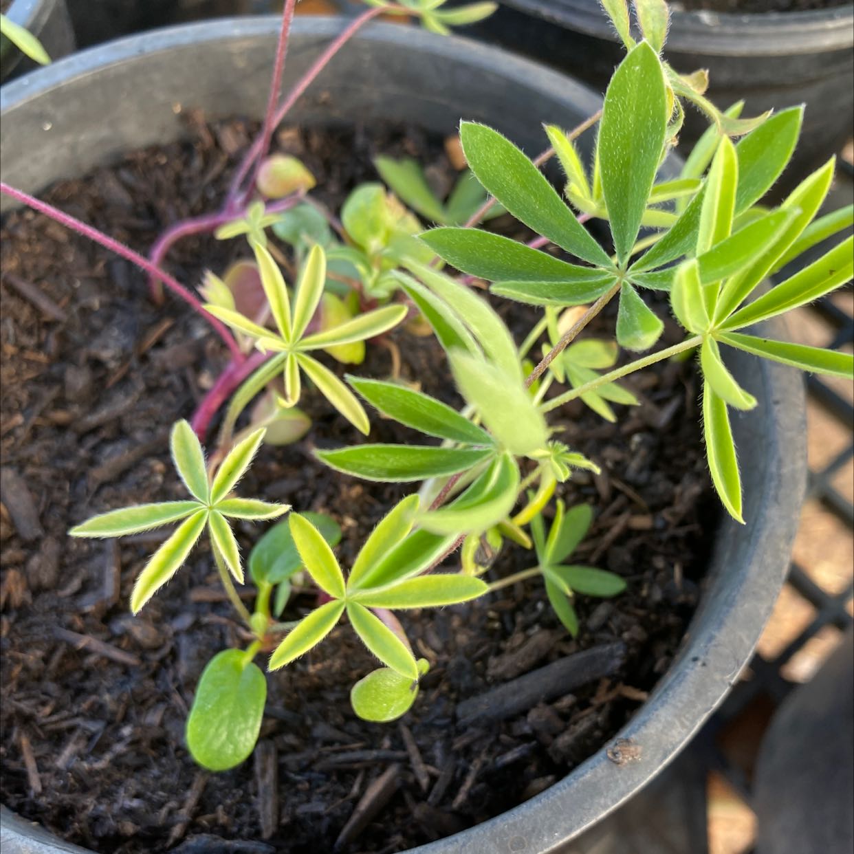 Young Big-Leaved Lupine plant in a pot with healthy green leaves and visible soil.