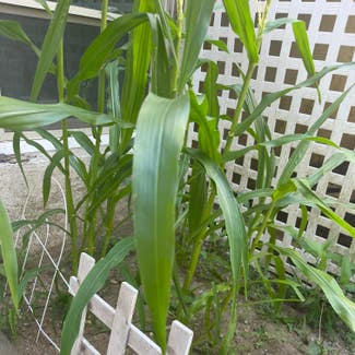 Corn plant in Somewhere on Earth