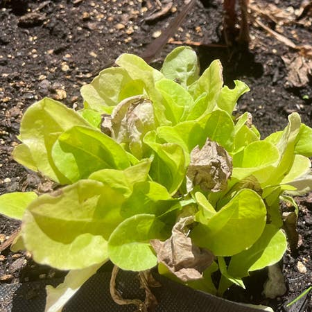 Photo of the plant species Buttercrunch Lettuce by Equableharebell named Sherlock on Greg, the plant care app