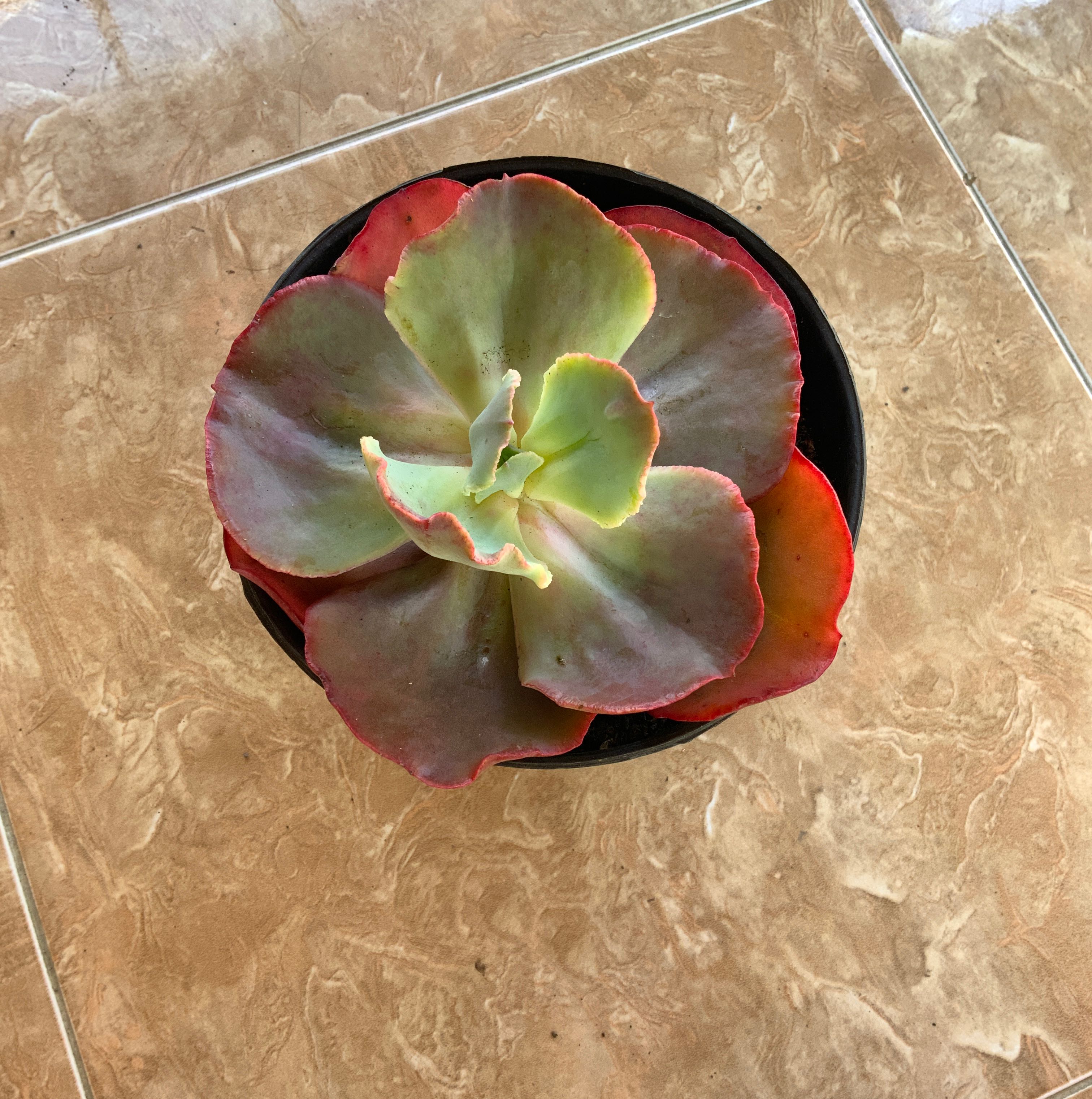 Photo of the plant species Echeveria 'Party Dress' by @DeanEuphorbia named Your plant on Greg, the plant care app