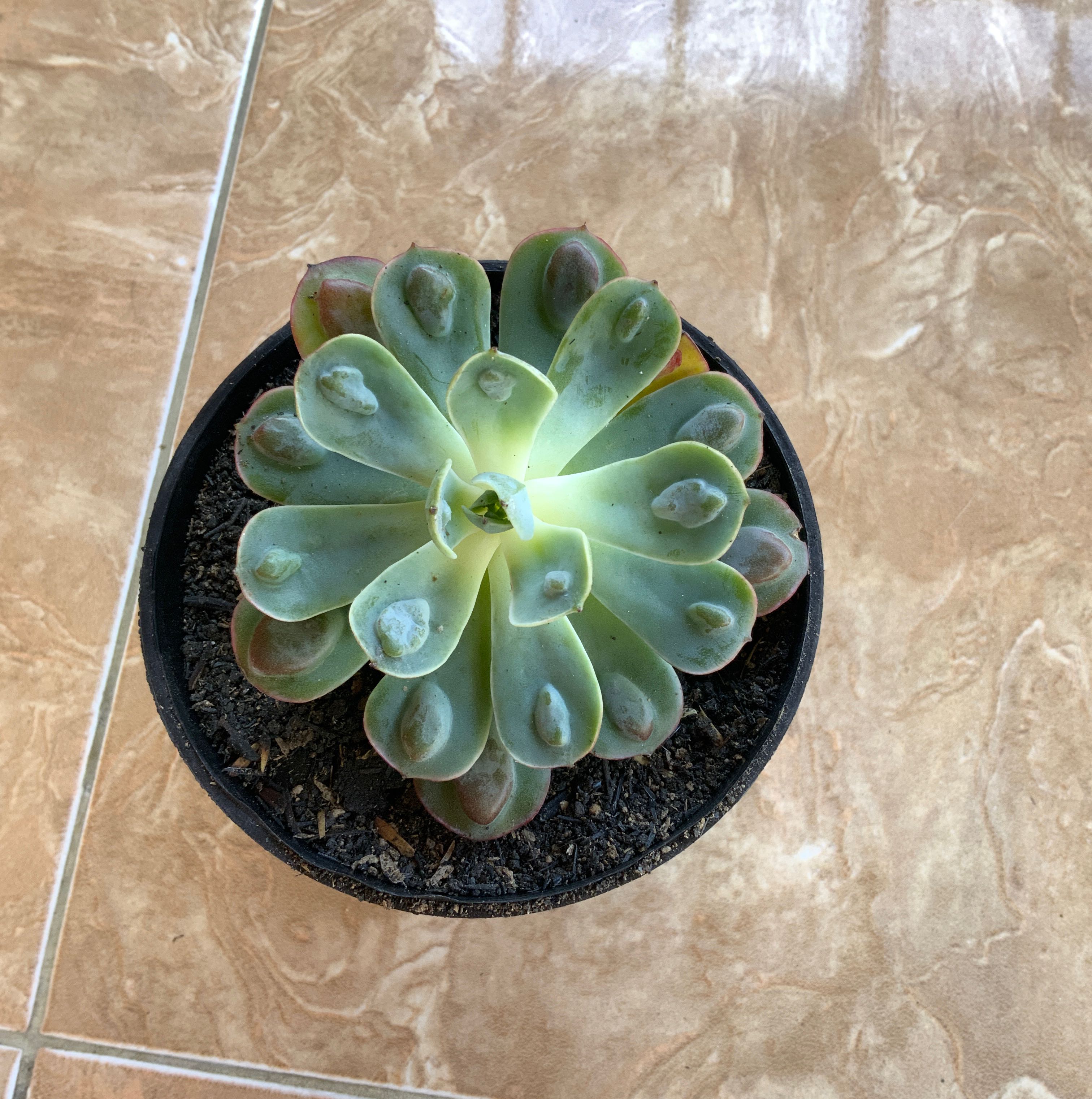 Potted Raindrops Echeveria with healthy green leaves and slight browning at the tips.
