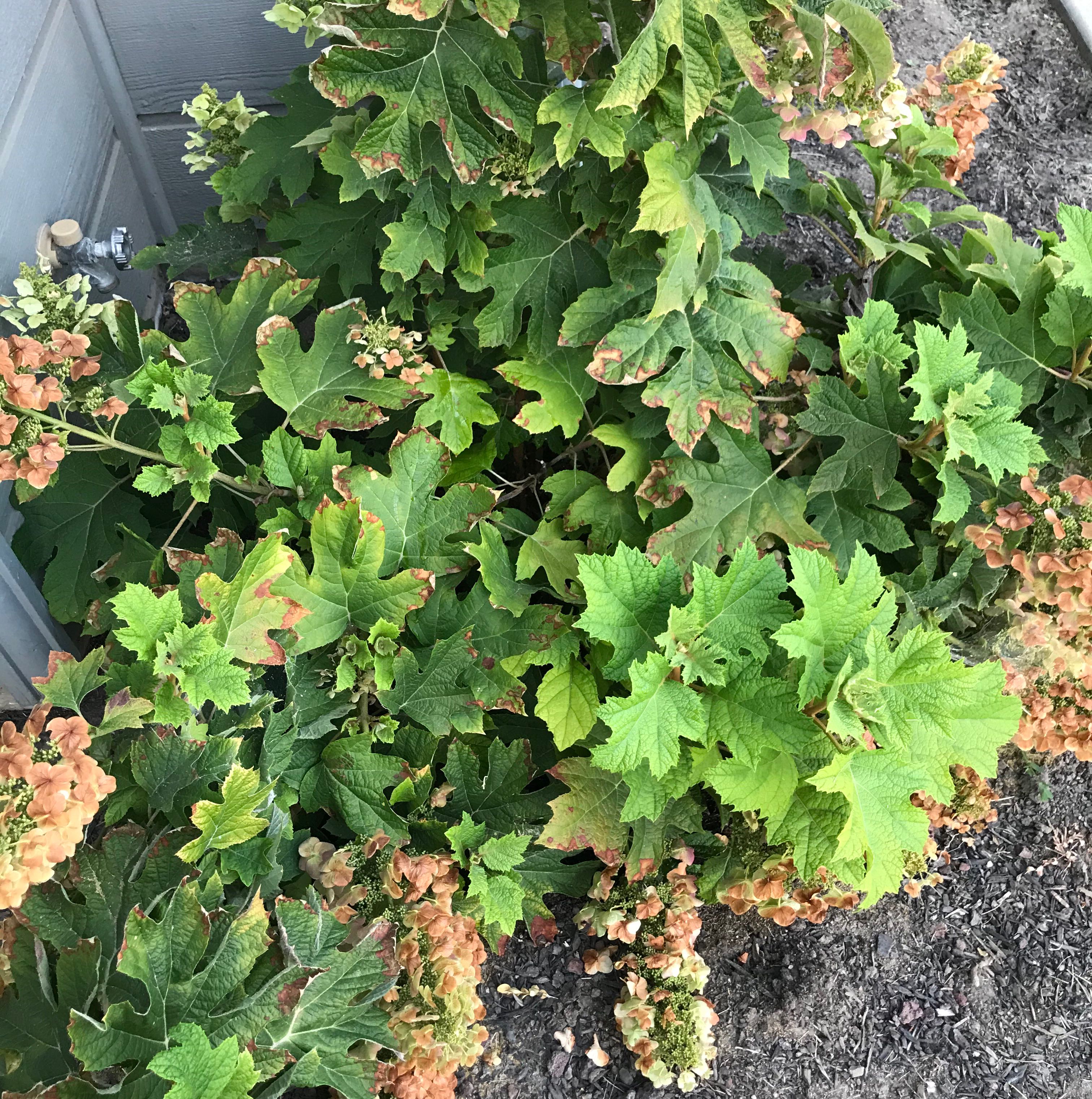 Oakleaf Hydrangea plant with green leaves and clusters of flowers, some leaves show browning.