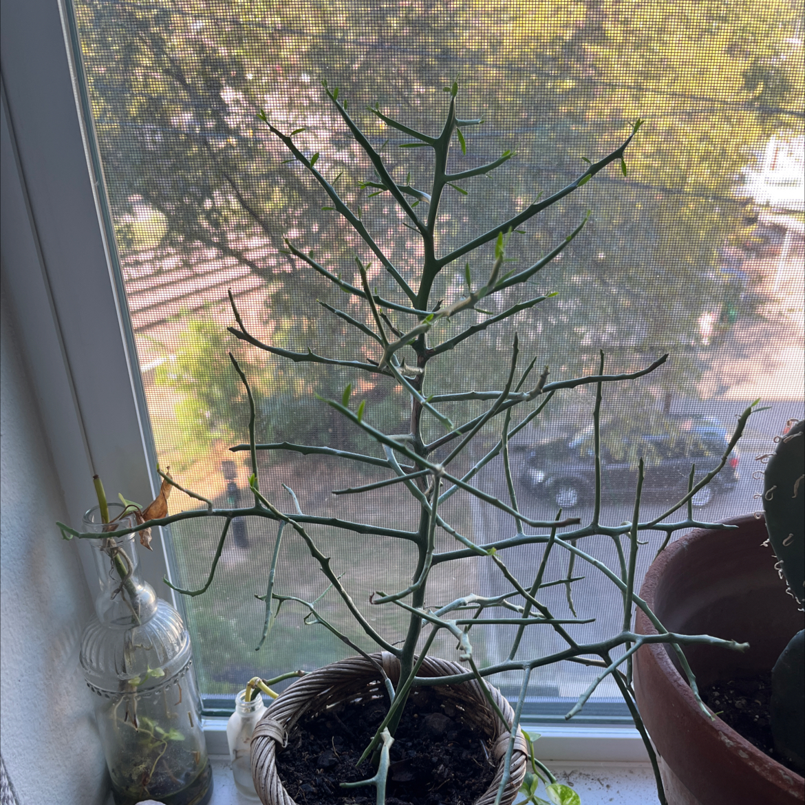 Hardy Orange plant with green stems and no leaves near a window. Soil is visible.