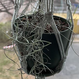 Spanish Moss plant in Somewhere on Earth