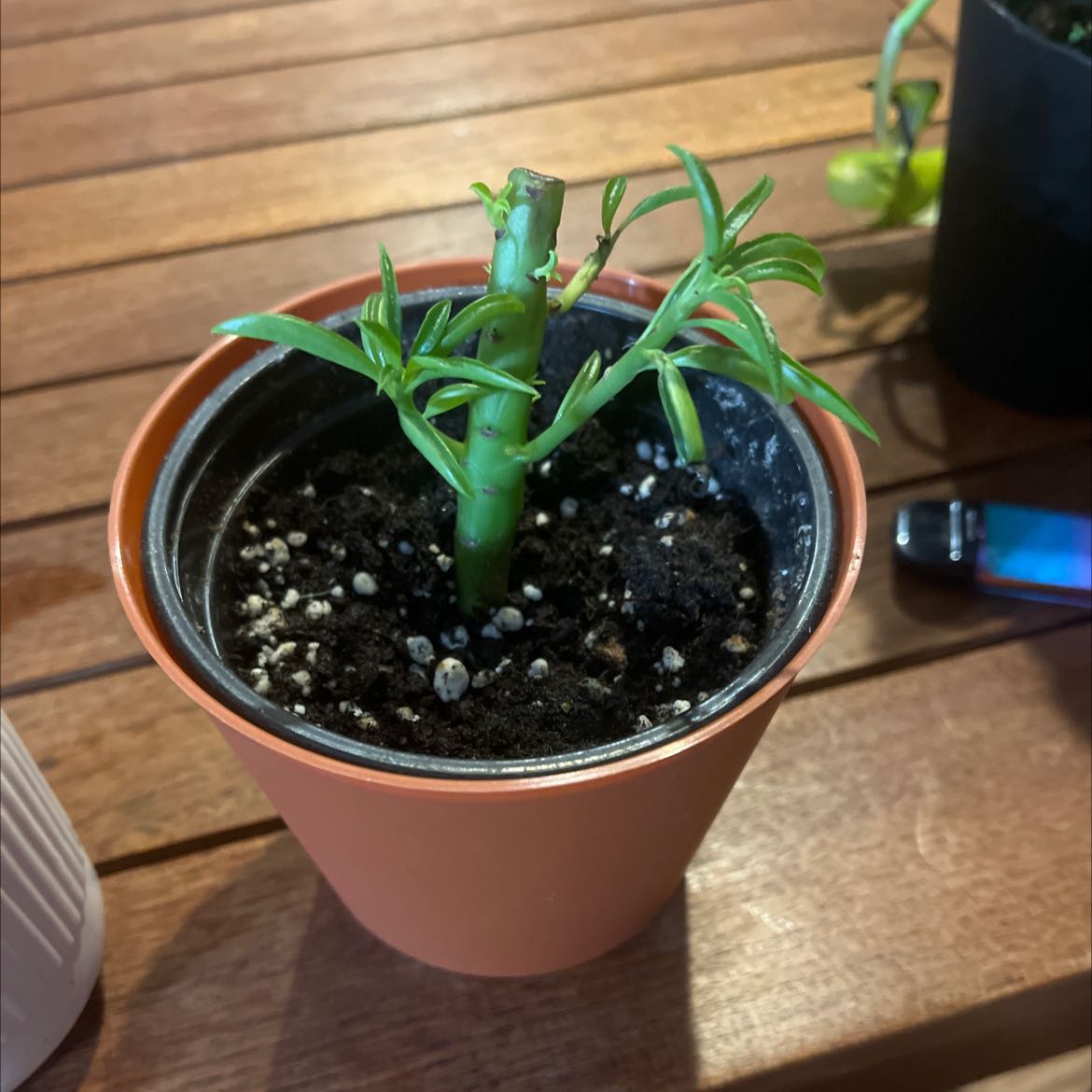 A small jade plant in a pot with visible soil, appearing healthy.