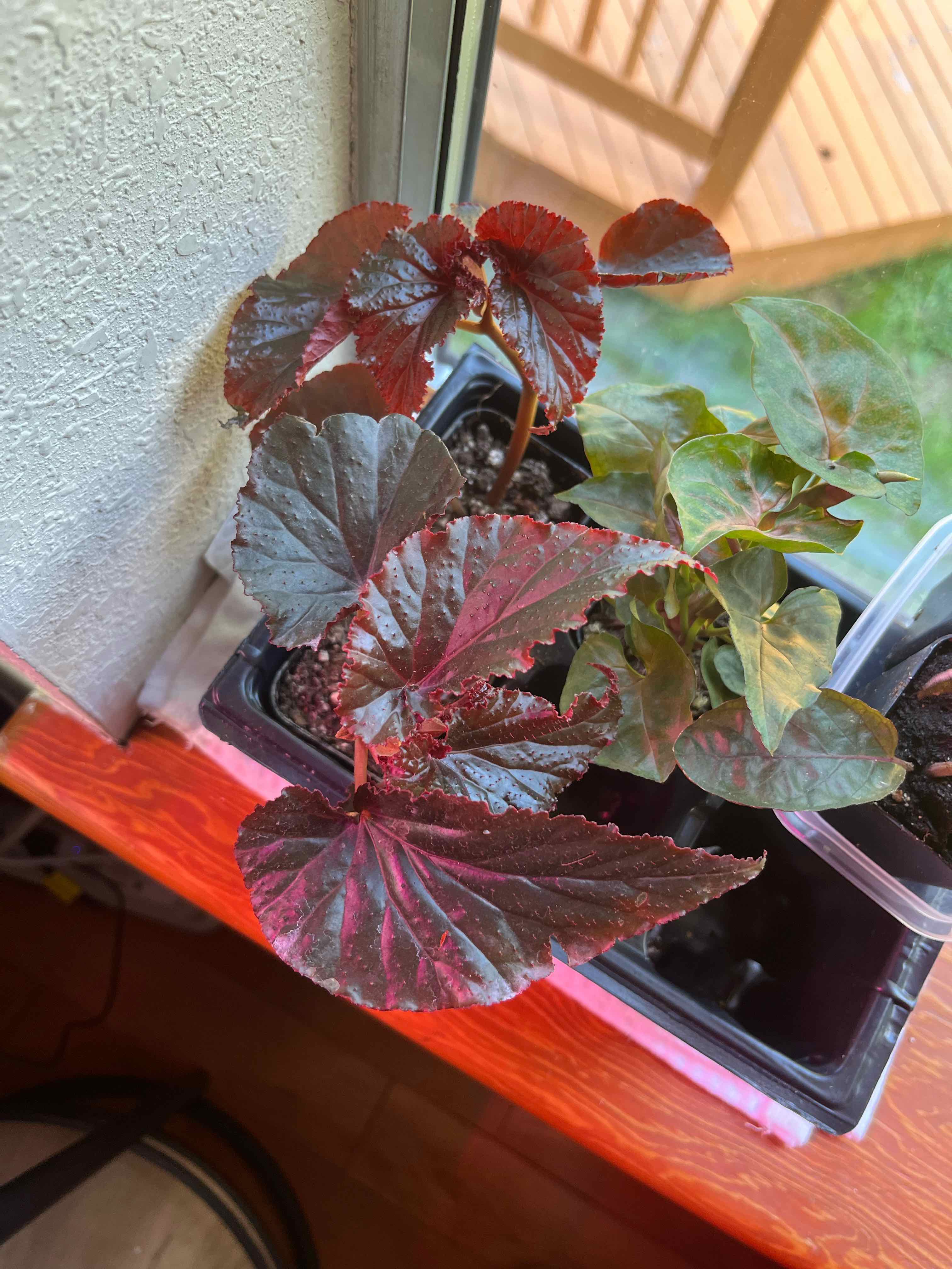 Photo of the plant species Rex Begonia by @RalphiesGarden named 👑 Begonius Rex on Greg, the plant care app