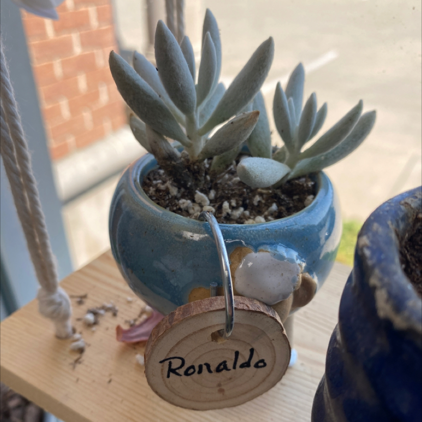 Woolly Senecio plant in a blue pot with visible soil, healthy leaves, and a wooden tag.