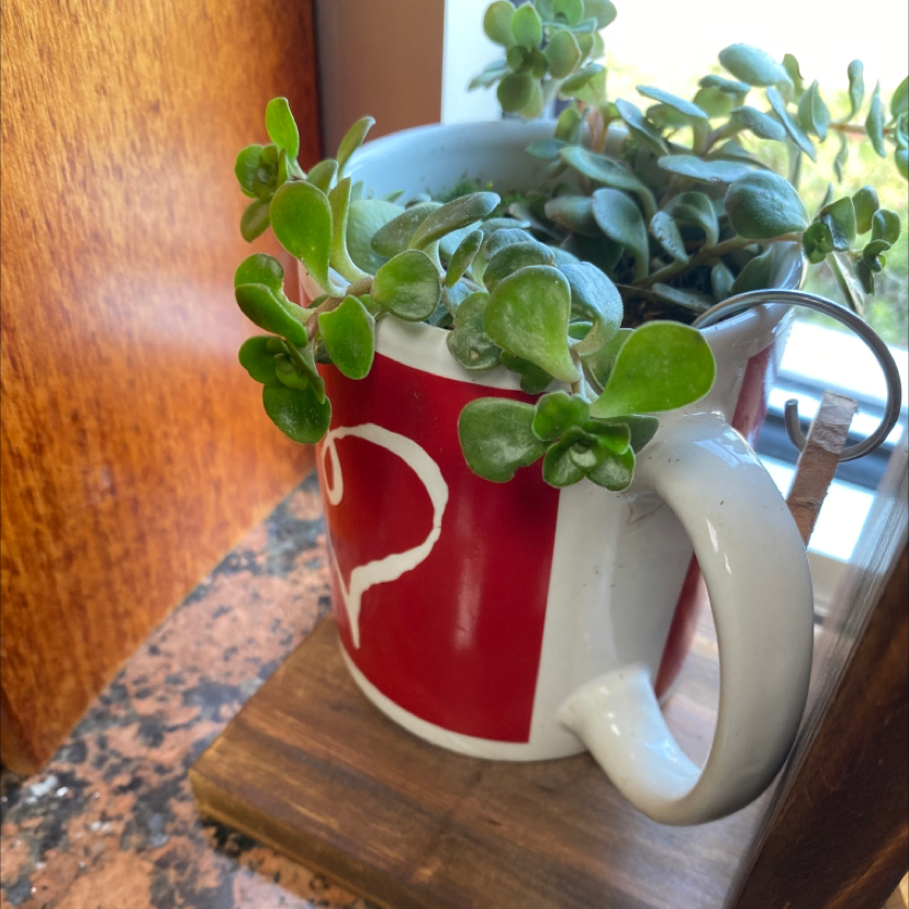 Chinese Sedum plant in a red and white mug near a window.