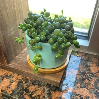 String of Pearls plant in Paris, Illinois