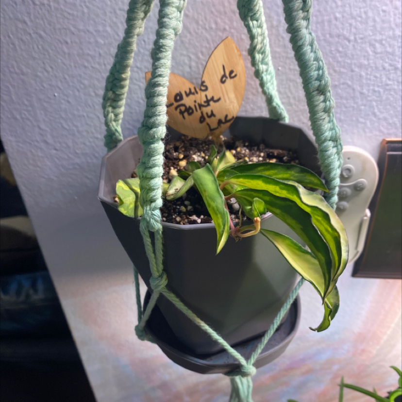 Stringbean Hoya plant in a hanging planter with some yellowing and browning leaves.