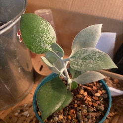 Silver Teaspoons plant