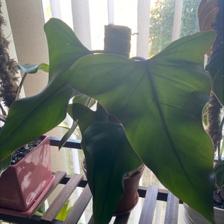 Philodendron Dark Lord plant in Paris, Illinois
