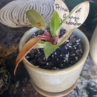 Philodendron Prince of Orange plant in Paris, Illinois