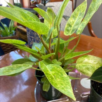 Philodendron 'Painted Lady' plant in Paris, Illinois