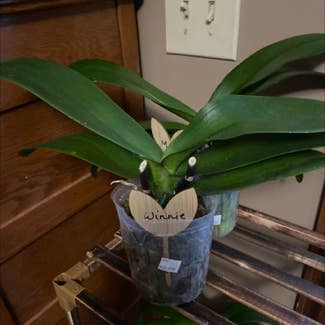 Phalaenopsis Orchid plant in Paris, Illinois