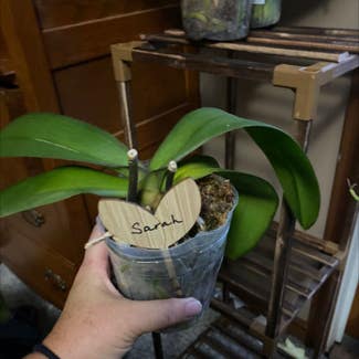 Phalaenopsis Orchid plant in Paris, Illinois