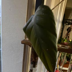 Philodendron Dark Lord plant