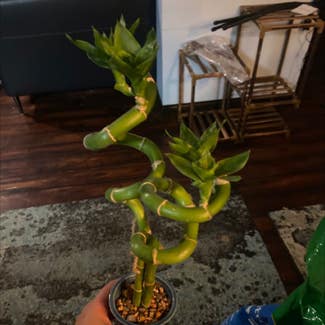 Lucky Bamboo plant in Paris, Illinois