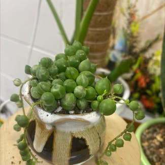 Variegated String of Pearls plant in Paris, Illinois