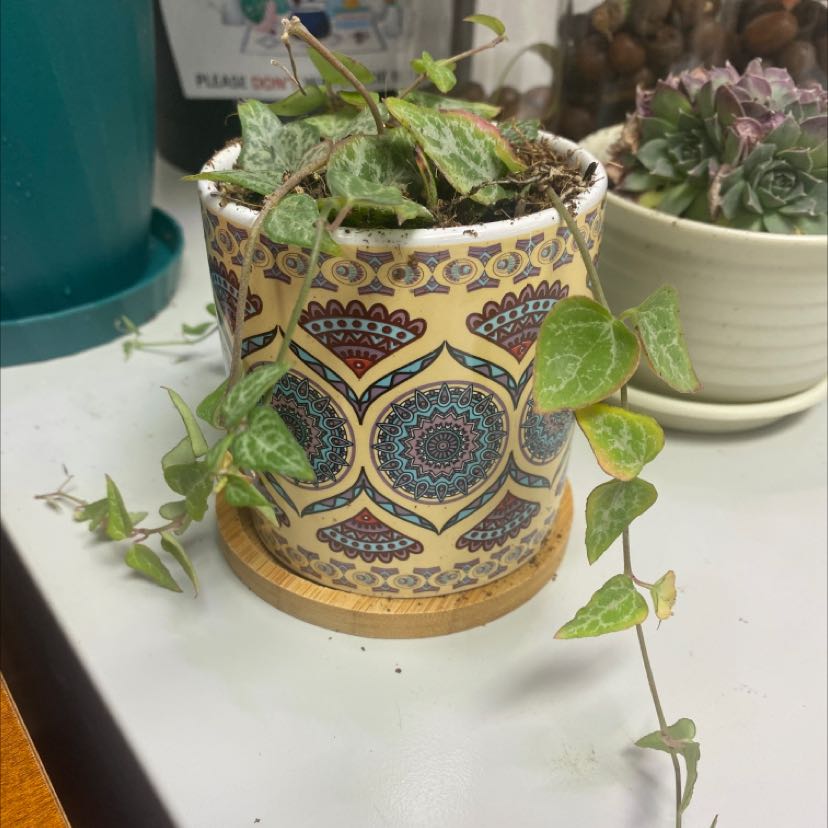 Potted String Of Arrows plant with heart-shaped leaves in a decorative pot.