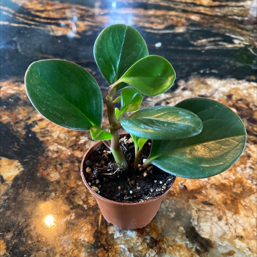 Peperomia Thailand plant in a brown pot with healthy, glossy green leaves.