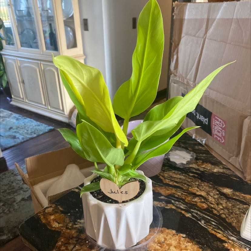 Philodendron Golden Melinonii plant in a white pot with vibrant green leaves.