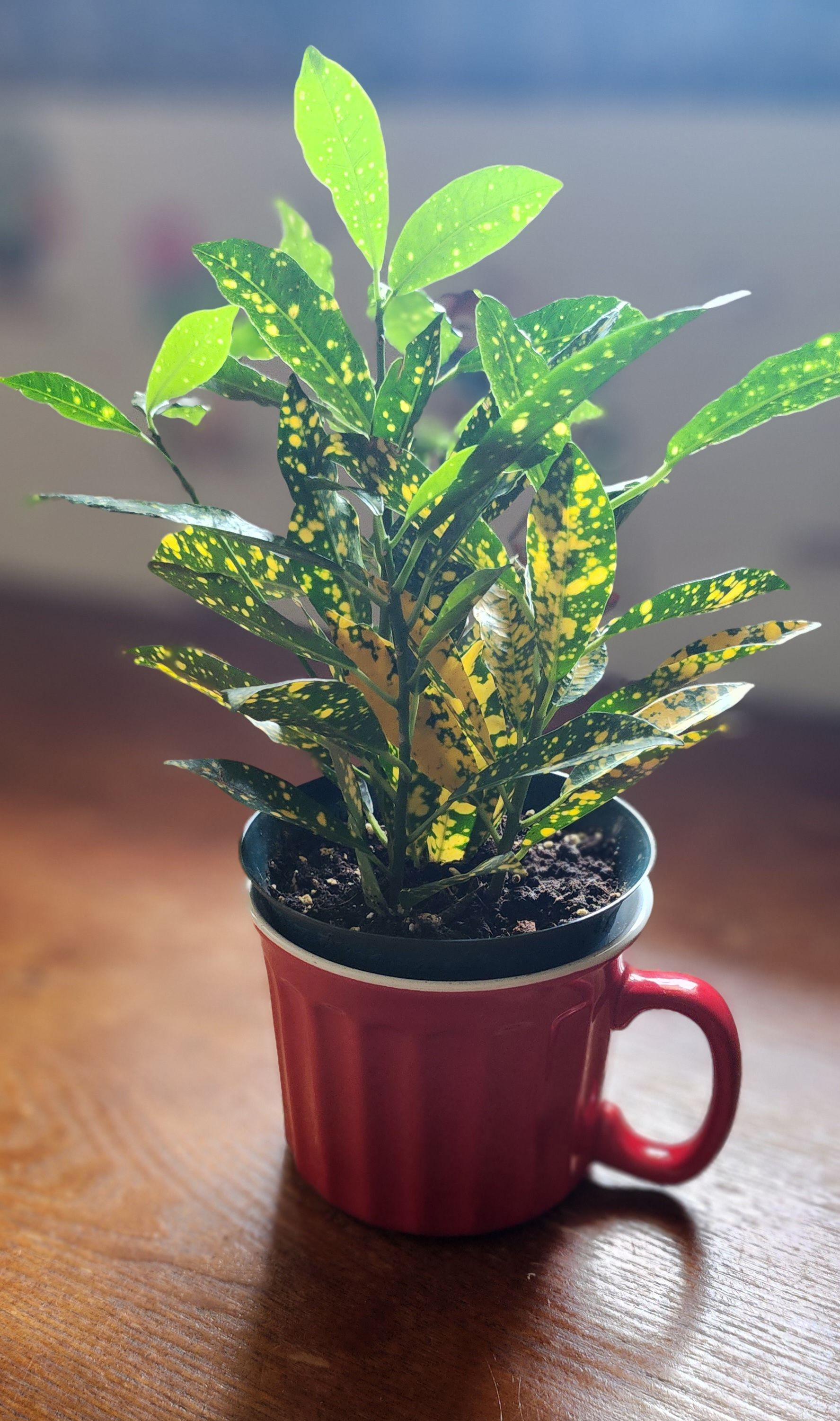 My leafs are dried to a crisp! I think it’s dying but it’...