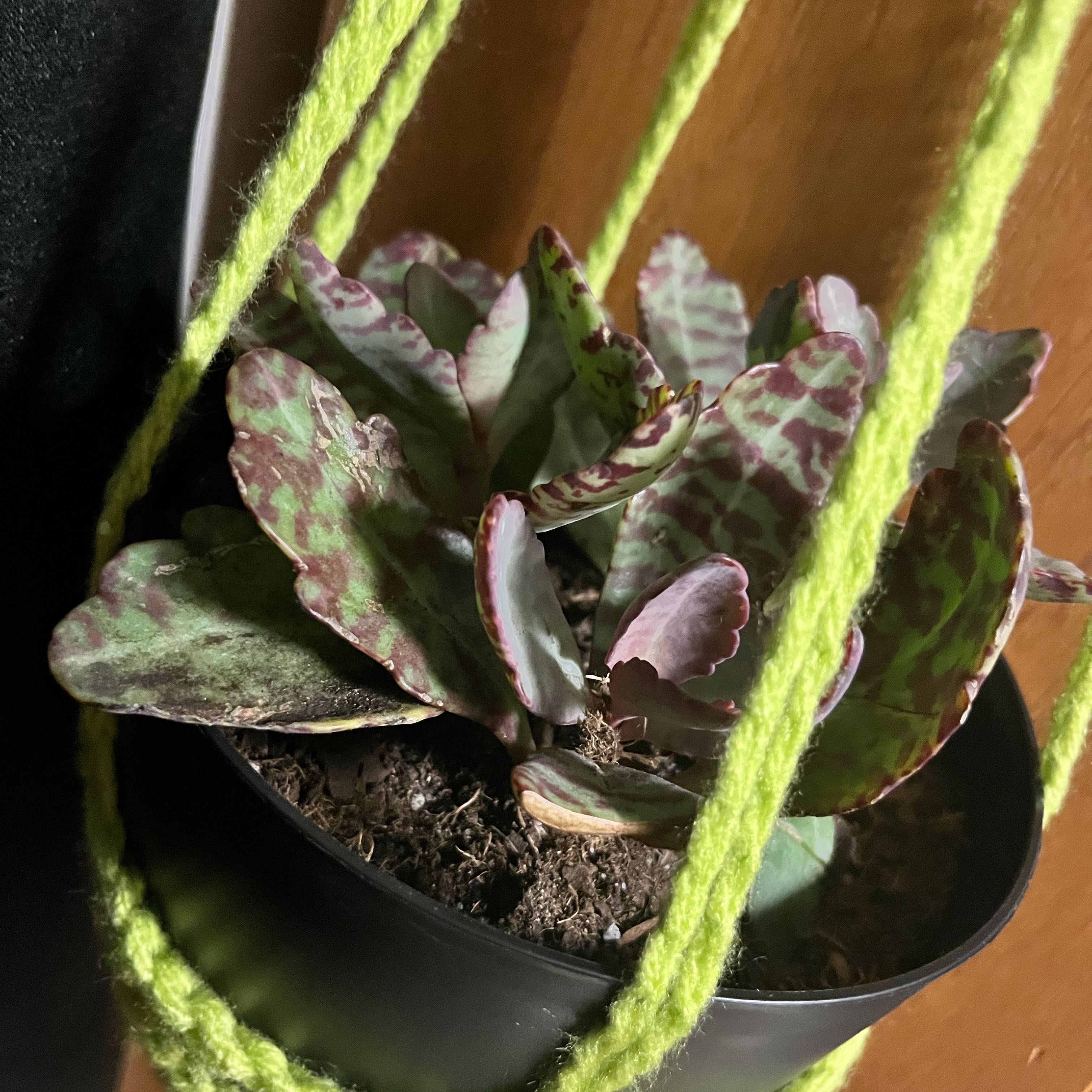 Penwiper Plant in a hanging pot with distinctive patterned leaves.