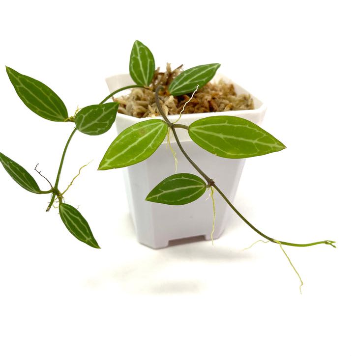 Watermelon Dischidia plant with green leaves and white veins in a white pot.