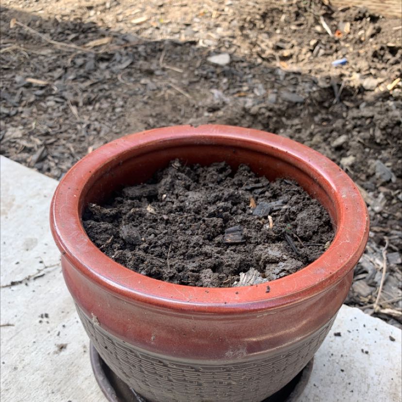 Photo of the plant species Dwarf Iris by @jinxplants named Cherry 2.0 on Greg, the plant care app