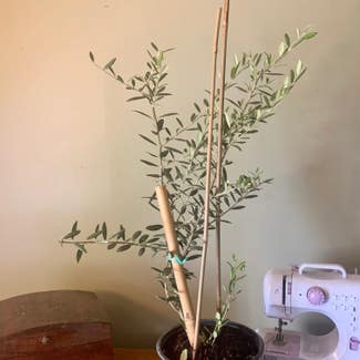 Olive Tree plant in Akron, Ohio