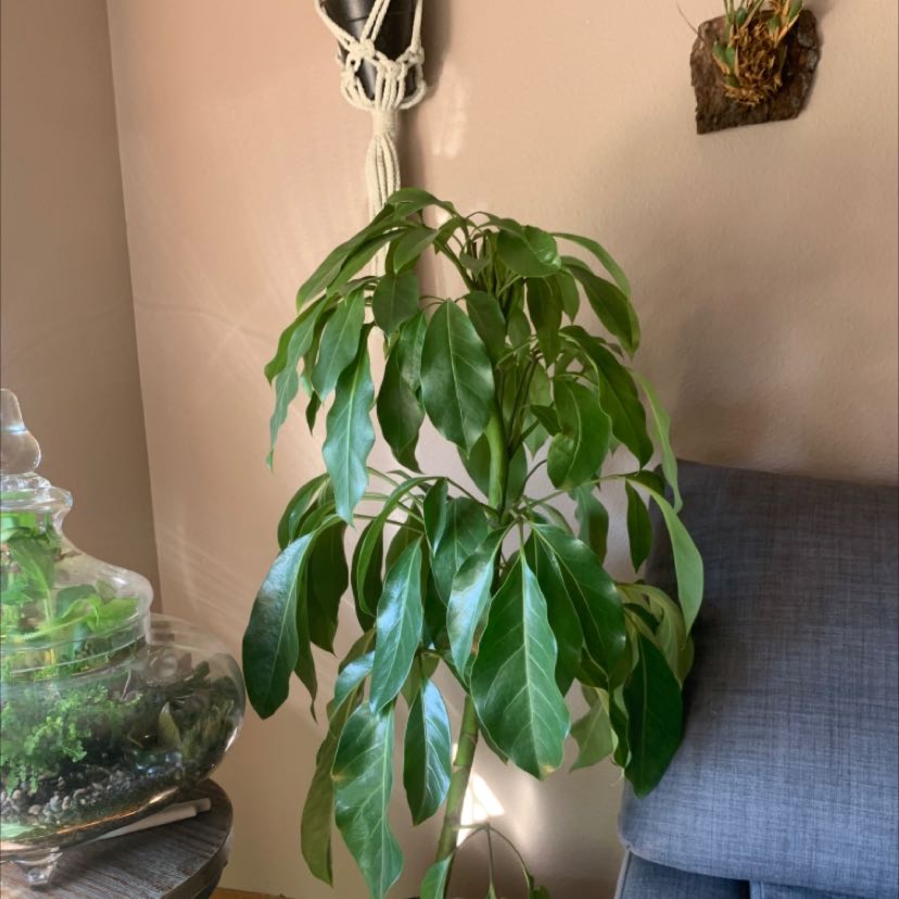 Healthy Alpine Schefflera plant indoors with vibrant green leaves.