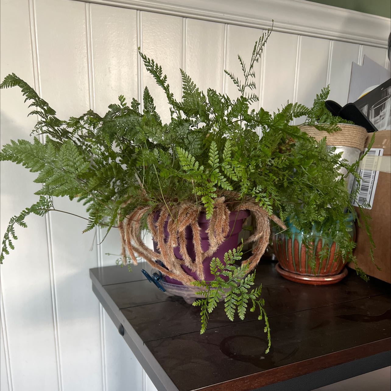 Davallia Fern in a pot on a table, healthy green fronds, no visible soil or flowers.